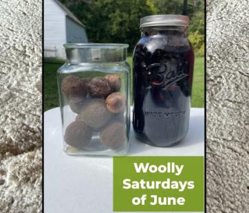 Woolly Saturdays of June Dyeing with Nature Historic Forestville